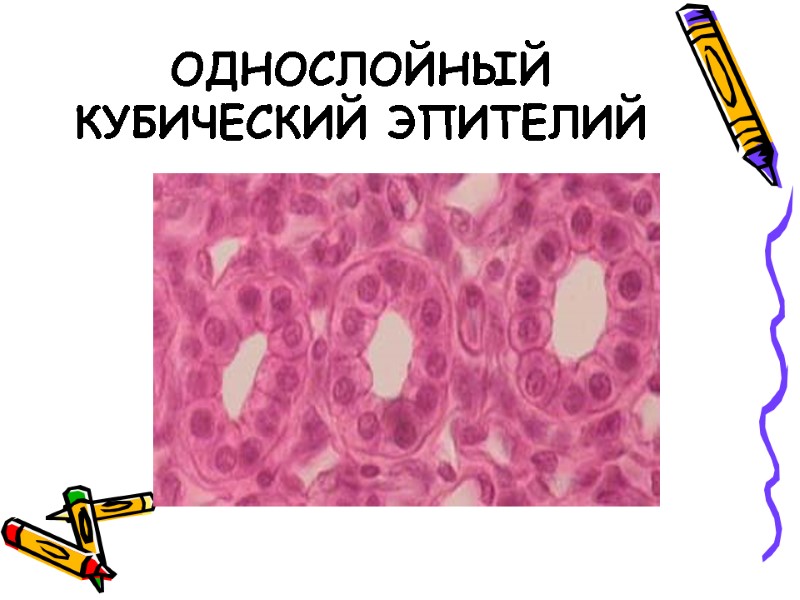 ОДНОСЛОЙНЫЙ КУБИЧЕСКИЙ ЭПИТЕЛИЙ